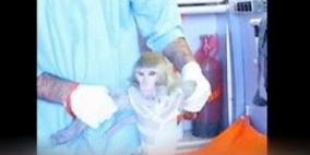 ايران ترسل قردا الى الفضاء