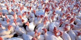 تحديد سقف السعر الاسترشادي لكيلوغرام لحم الحبش