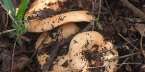 مصادر لــ"رايــة" اصابة شاب بجروح هاجمته "خنازير" قرب رام الله