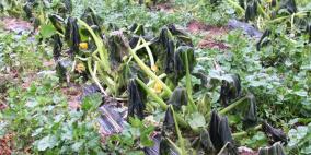 تحذيرات من تداعيات خطيرة للصقيع.. ونصائح للمزارعين