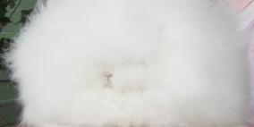 ارنب الانجورا