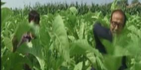 مبيدات حشرية ومبيدات حشائش تصيب بالسرطان