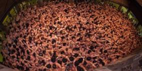 يابانيون ينظمون مهرجاناً للعراة لجلب البركة