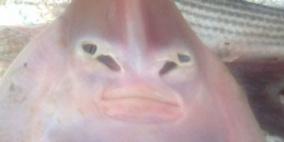 بالصور.. تاجر بكفر الشيخ يعثر على سمكة على شكل إنسان