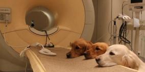 السويد...تدريب الكلاب على تشخيص الأورام السرطانية