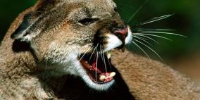 طفلة في الـ 11 تقتل وحشا كاد يفتك بها وبشقيقها