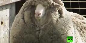بالفيديو: الخروف "شون" بصوفه الطويل يطرق أبواب النجومية