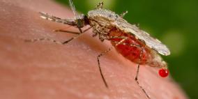 بعوض الملاريا يسافر إلى سيبيريا بالحافلات
