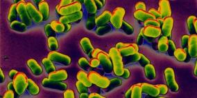 تغيرات جينية بسيطة حولت بكتيريا الطاعون لكائن دقيق فتاك