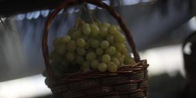 مهرجان العنب في الخليل اليوم الثاني