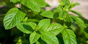 احذر النعناع يزيد من حدة ارتجاع المرىء