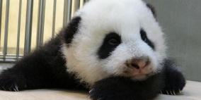دبة باندا عملاقة تغادر تايلاند إلى الصين بحثاً عن الحب