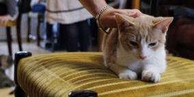 افتتاح أول مقهى للقطط في لندن