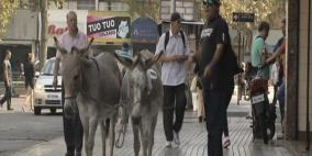 بالفيديو: شاب يبيع حليب "الحمير" في تشيلي