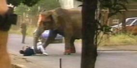 فيديو مروع لفيل يقتل مدربه في السيرك لشدة قسوته وينطلق غاضبا الى الشوارع