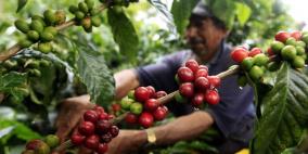 مدينة كولومبية تجمع قرابة 14 ألف شخص لشرب القهوة