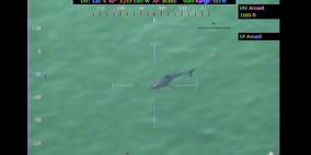 بالفيديو: إخلاء شاطئ ماساتشوستس بعد رصد القرش الأبيض الكبير