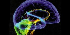وأخيرا.. مفتاح المخّ البشري بيد العلماء