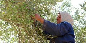 موسم الزيتون في صور