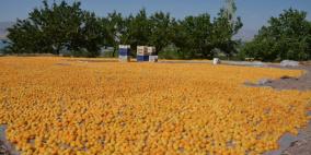 مدينة تركية تنتج نحو 70% من المشمش المجفف في العالم