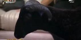 فيديو: التليفزيون المصري يستضيف خروفاً بمناسبة عيد الأضحى