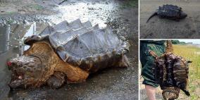 العثور على مخلوق "ديناصوري" حي يسمى سلحفاة التمساح العضاضة