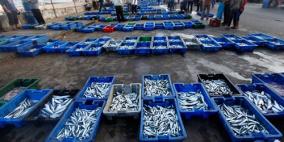 غزة: عشرات حالات التسمم جراء تناول سمك "رنقا" الفاسد