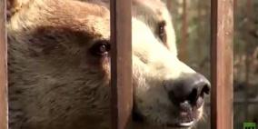 بالفيديو.. دبة ترقص في حديقة جنوب روسيا لدى سماعها ألبوم "الطريق إلى جهنم"