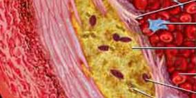 فيتامين "B5" يخفض الكوليسترول والدهون الثلاثية