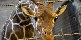 عملية جراحية خطيرة ونادرة لزرافة بأميركا