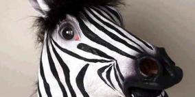 بالفيديو: فتاة تتجول في أحد شوارع الرياض بقناع "حمار"