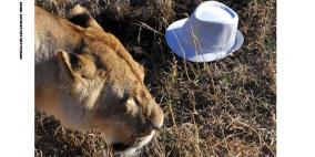 لبؤة تقتل سيدة امريكية في حديقة الأسود بجنوب أفريقيا