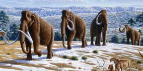 دراسة: الماموث انقرض بسبب حرمانه من طعامه المفضل