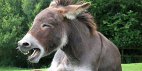 بالفيديو.. مسؤول صحي مصري: لحم الحمير نظيف اذا ذُبح بشكل سليم