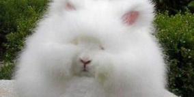 "أرنب أنقرة" التركي.. يسجن صاحبه إذا أهمله