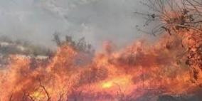 احتراق 150 شجرة زيتون في يعبد