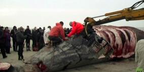 بالفيديو.. تشريح حوتين من حيتان العنبر على الساحل في الدانمارك