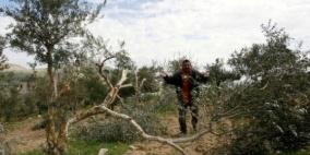 مستوطنون يقطعون أشجار لوزيات جنوب غرب جنين