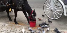 حصان يطعم الحمام في أحد شوارع نيويورك