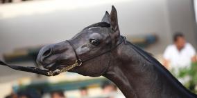 بطولة فلسطين الاولى لجمال الخيول العربية الاصيلة في مدينة اريحا