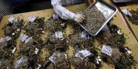 الأعشاب الطبية بها سم قاتل