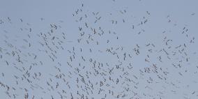 "التعليم البيئي" يفتتح موسمًا جديدًا لمراقبة الطيور وتحجيلها