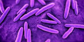 بكتريا التربة تقلص الأورام السرطانية عند الكلاب والجرذان و..الانسان