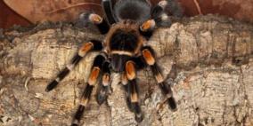 حقيقة عناكب "الرتيلاء" التي يعتقد البعض أنها قاتلة