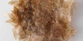 علماء يحوّلون الحشرات الميتة إلى بلاستيك بيئي