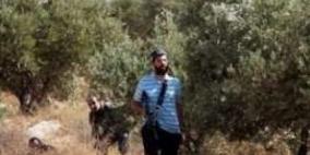 مستوطنون يواصلون نهب ثمار الزيتون جنوب نابلس