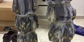 ضبط طيور حسون مهربة على معبر الكرامة