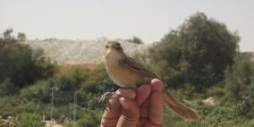 "التعليم البيئي" يختتم موسم رصد هجرة الطيور الخريفية في محطة أريحا