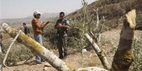 الاحتلال يقطع أشجار زيتون ولوزيات في أراضي نحالين في بيت لحم