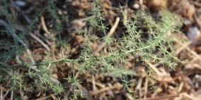 هل سمعت عن نبات الهليون من قبل؟